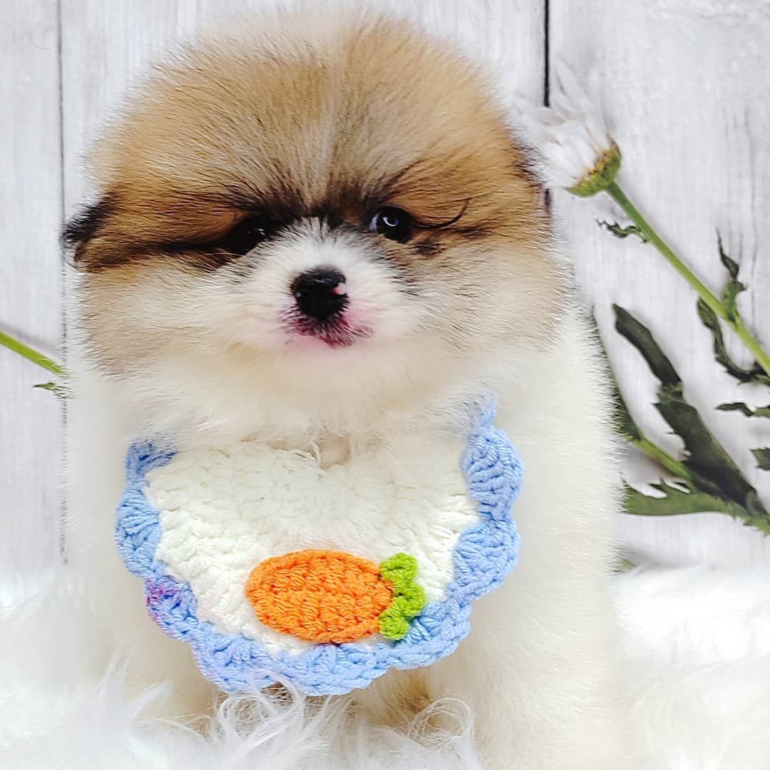 Pomeranian 博美