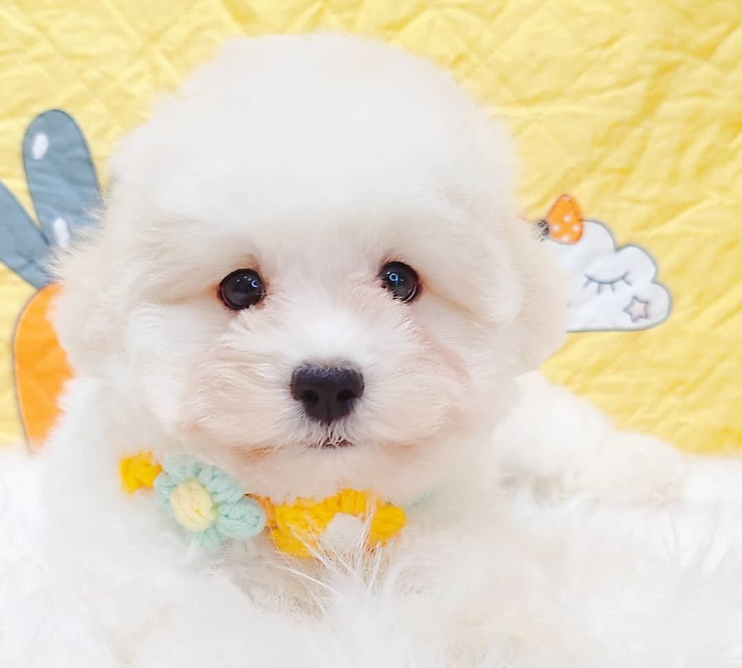 Maltipoo 马尔泰迪