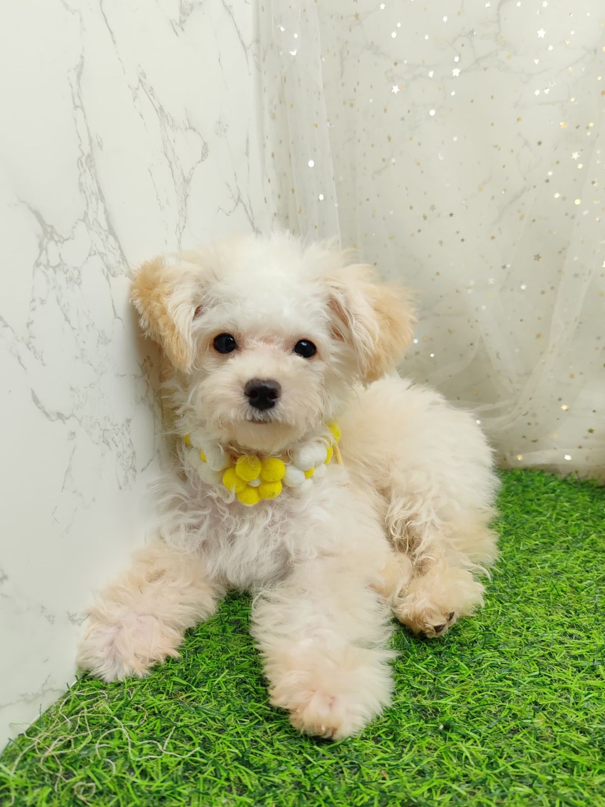 Poodle 娉拌开璐靛