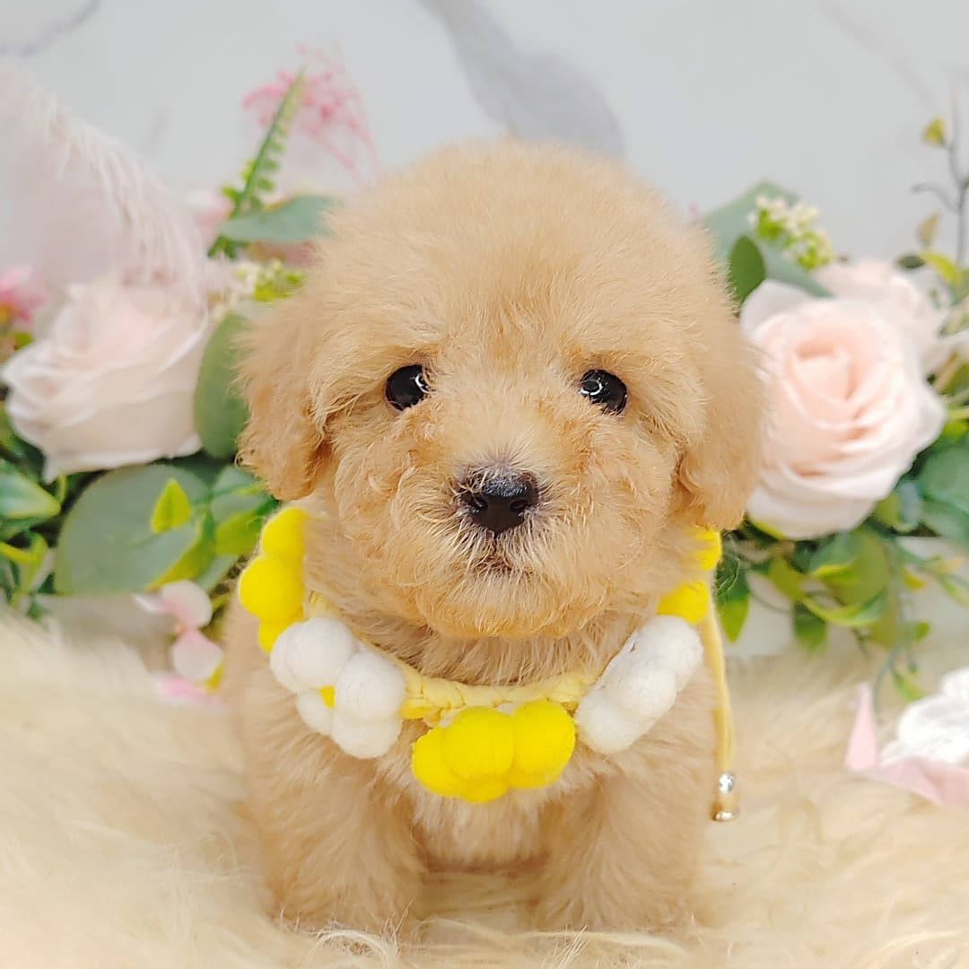  Poodle 娉拌开璐靛