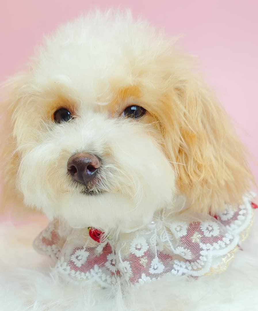 Shih Tzu 西施