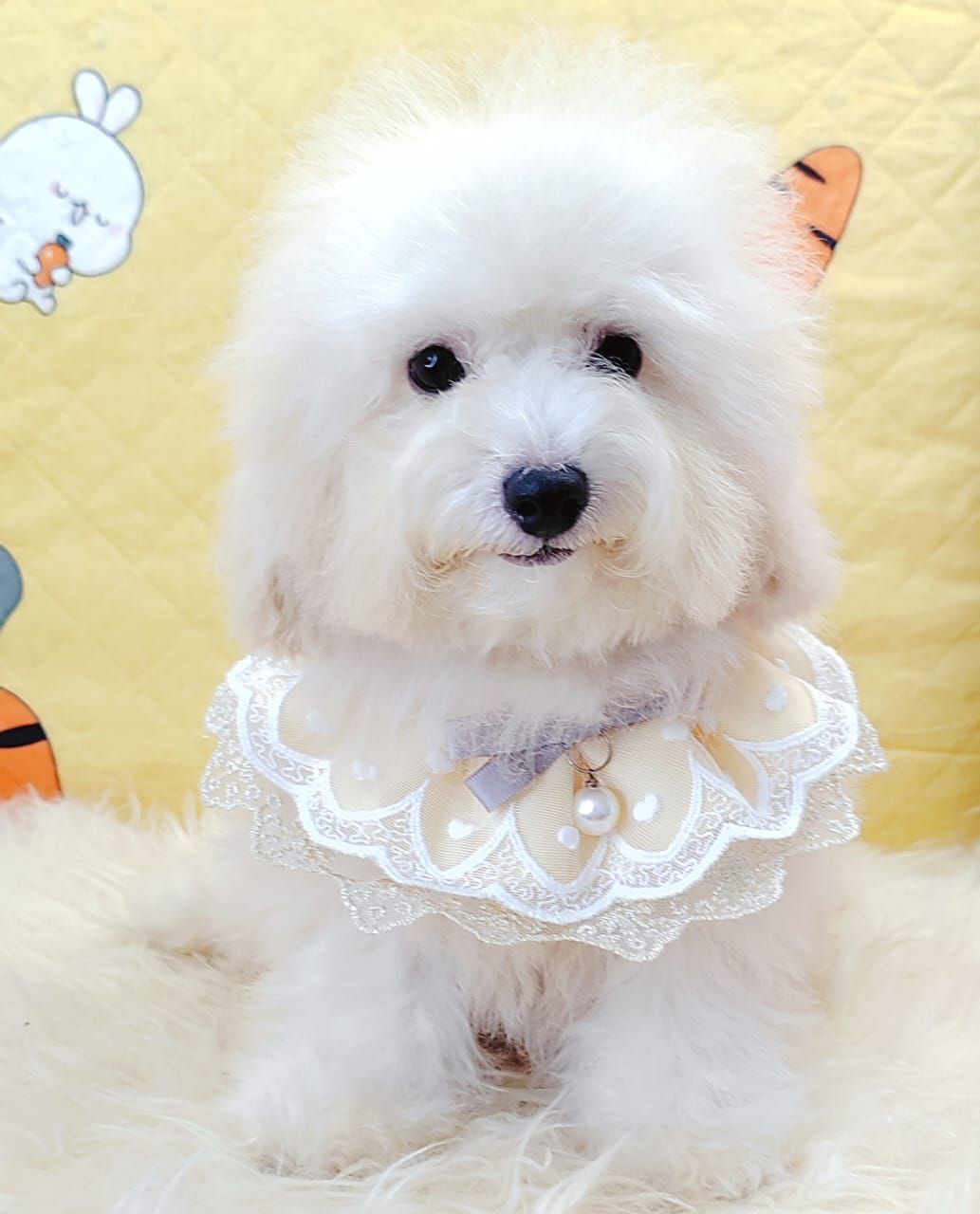 Poodle 娉拌开璐靛