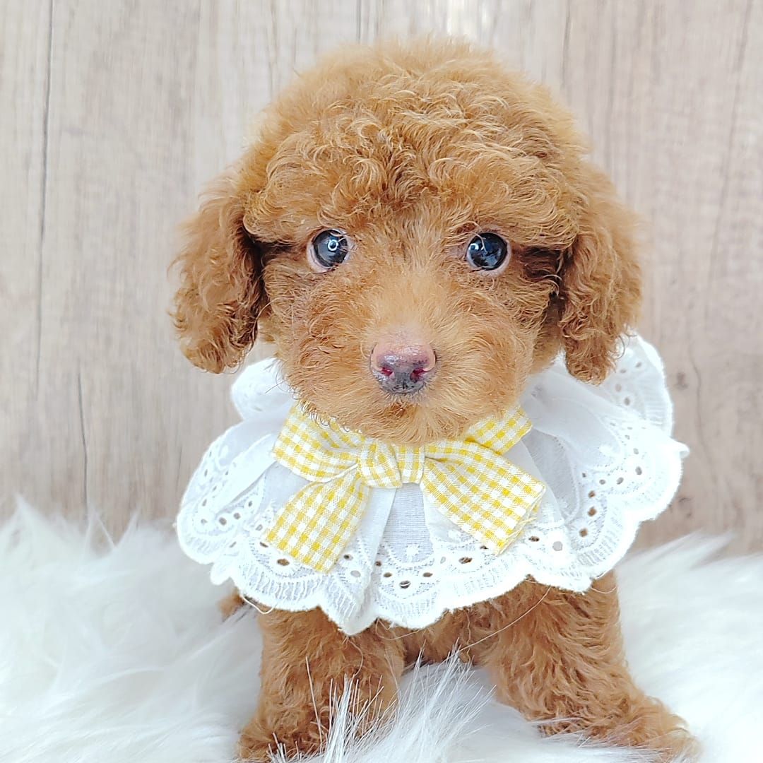 Poodle 娉拌开璐靛