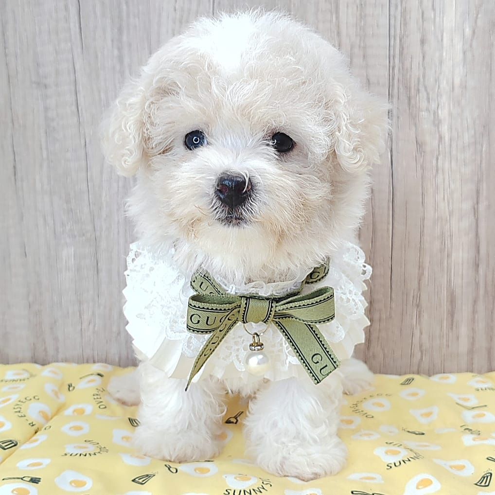 Poodle 娉拌开璐靛