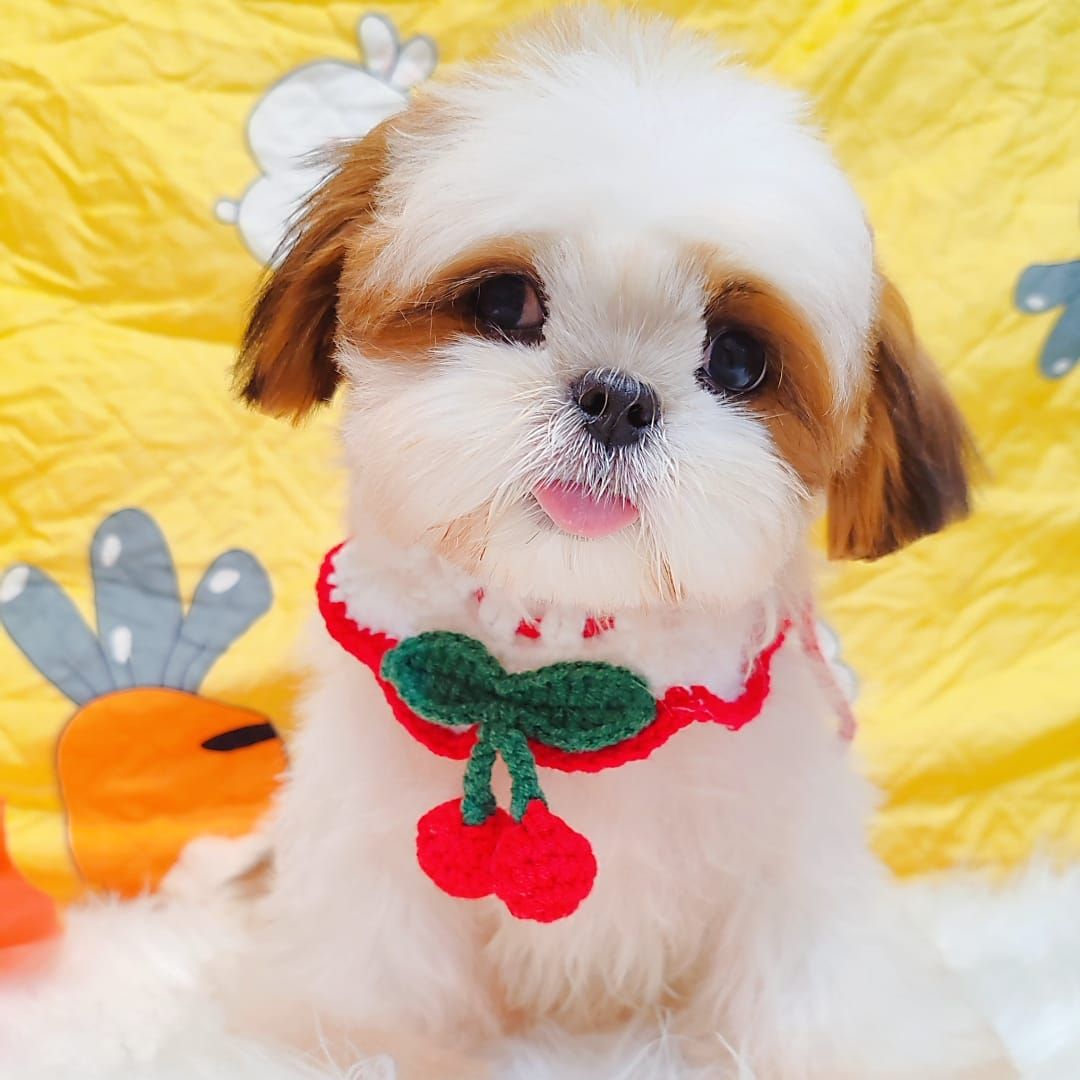 Shih Tzu 西施