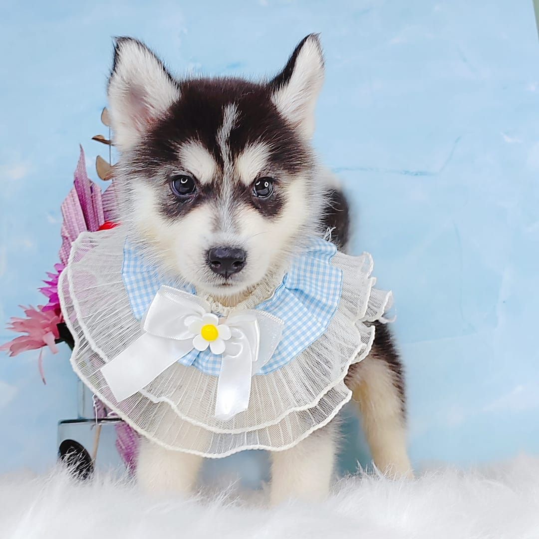 Siberian Husky 西伯利亚哈士奇
