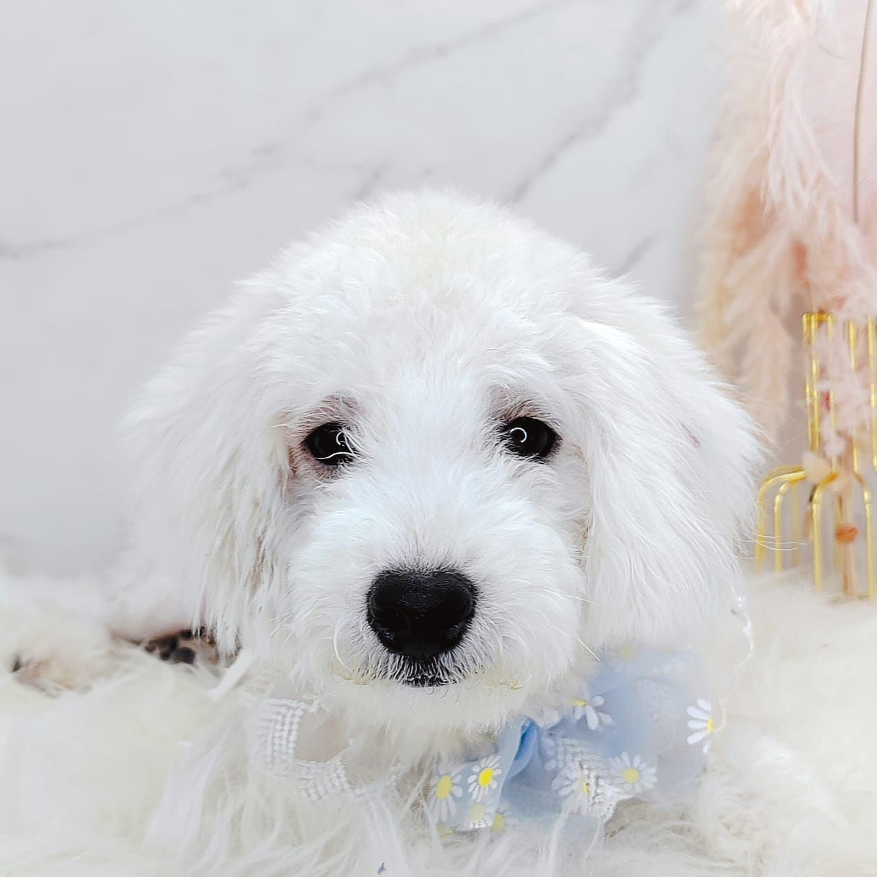 Poodle 娉拌开璐靛