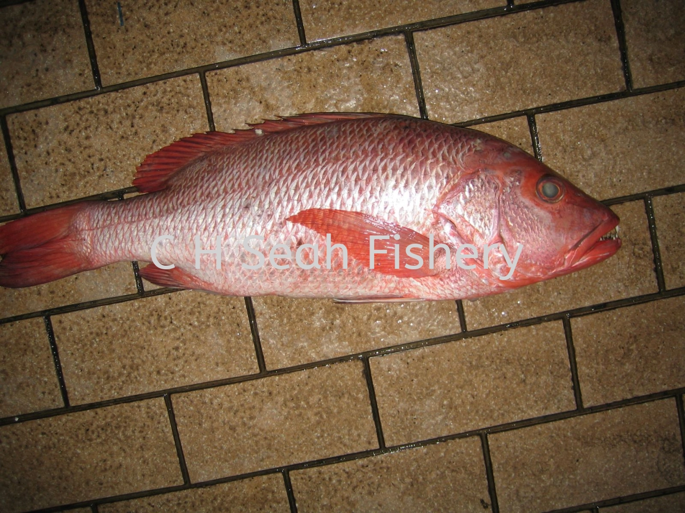 Fresh Red Snapper Fish Selangor, Malaysia, Kuala Lumpur (KL), Seri ...