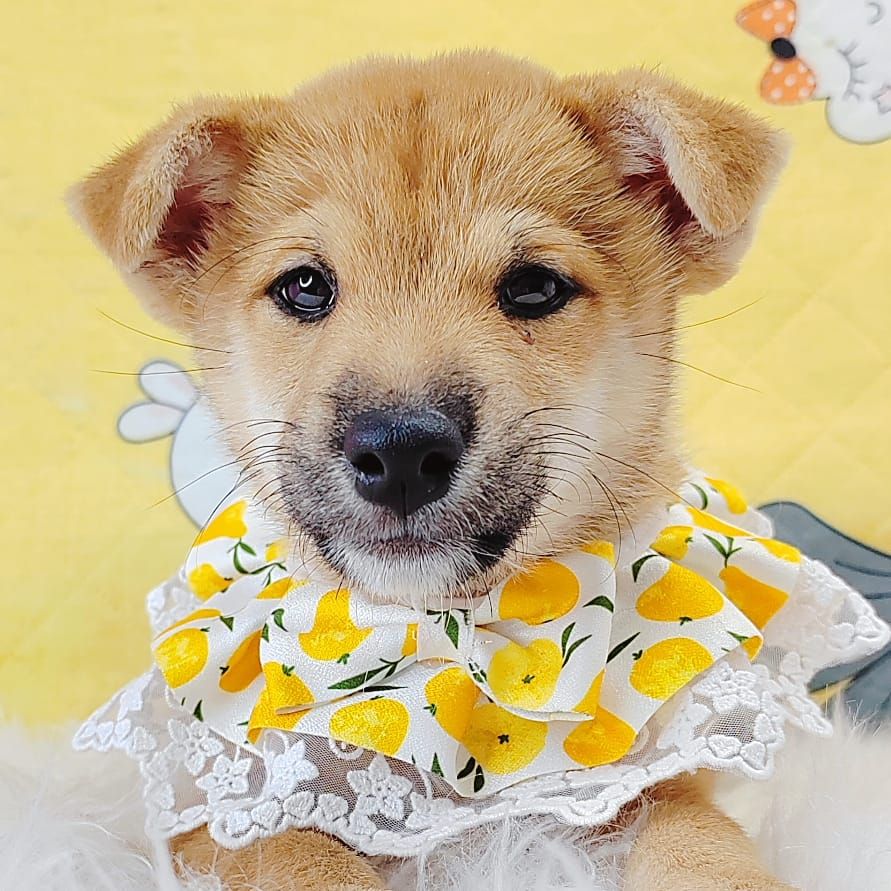 Shiba Inu 柴犬
