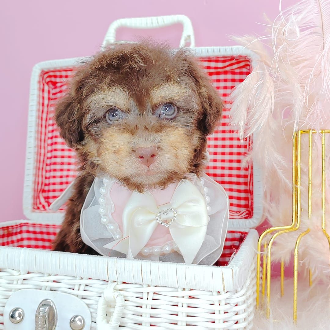 Poodle 娉拌开璐靛