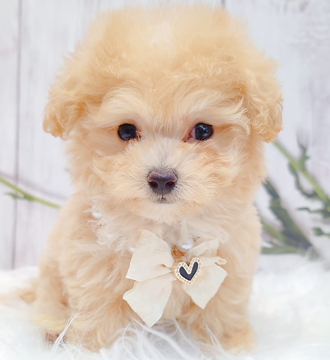 Maltipoo 马尔泰迪
