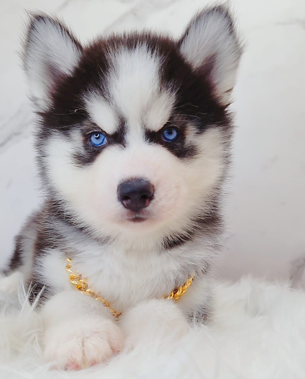 Wooly Husky 长毛哈士奇