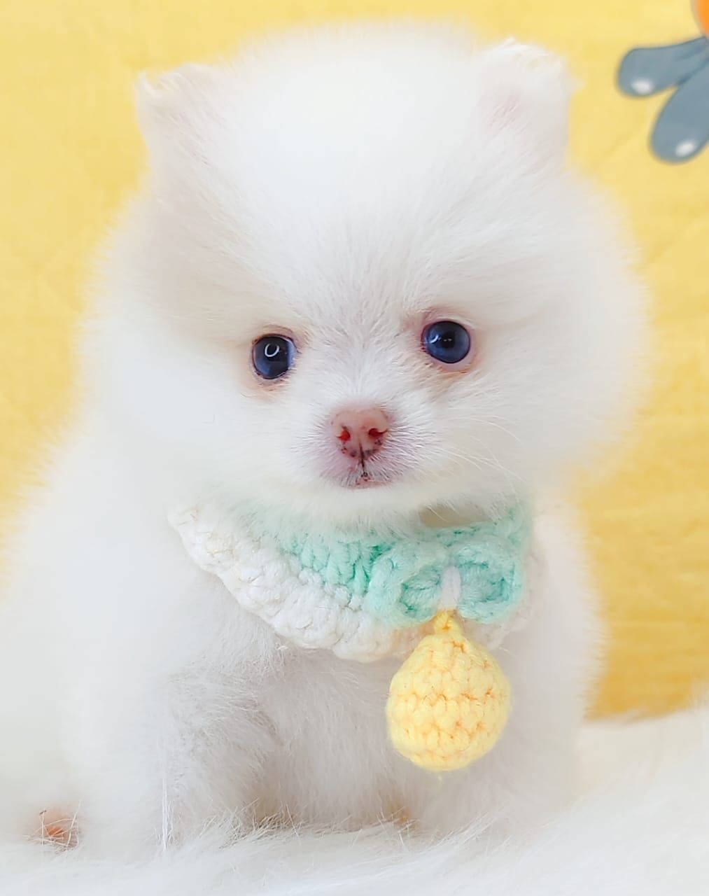 Pomeranian 博美