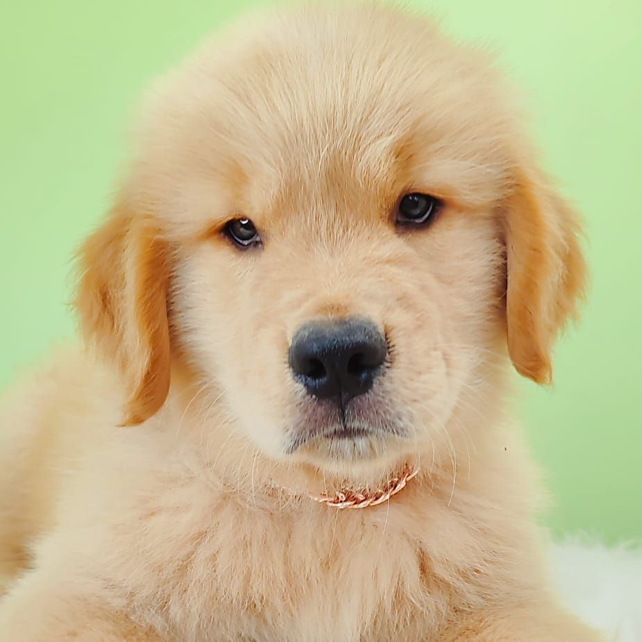 Golden Retriever 黄金猎犬