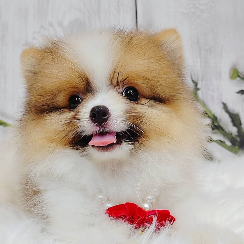 Pomeranian 博美