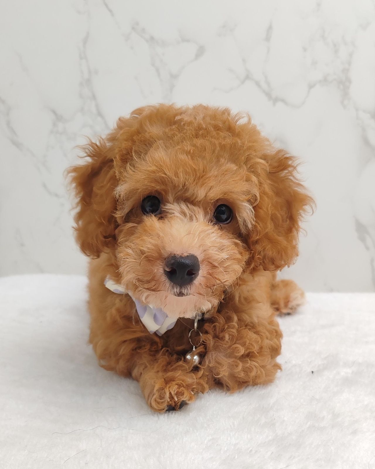 Poodle 娉拌开璐靛