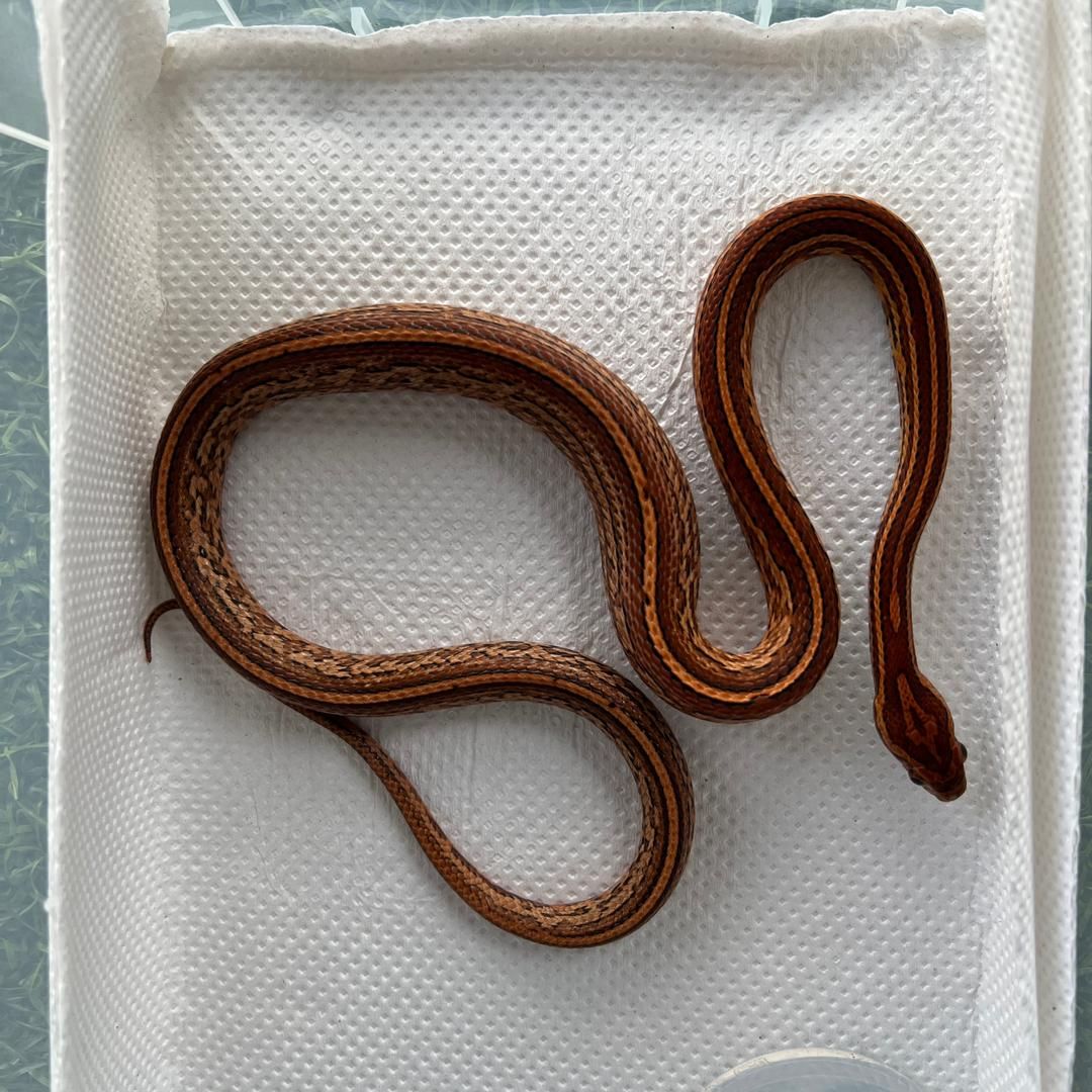 HYPOMELANISTIC (HYPO) CORN SNAKE