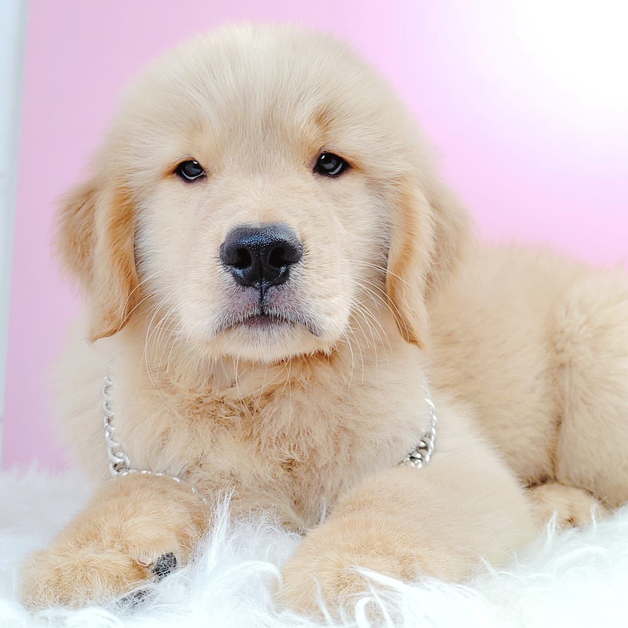 Golden Retriever 黄金猎犬