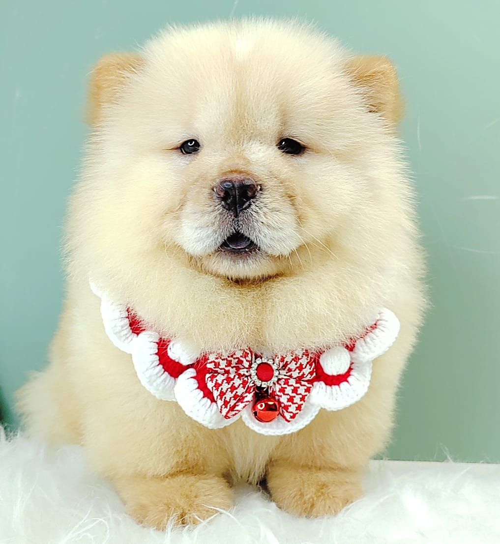 Chow Chow 松狮犬