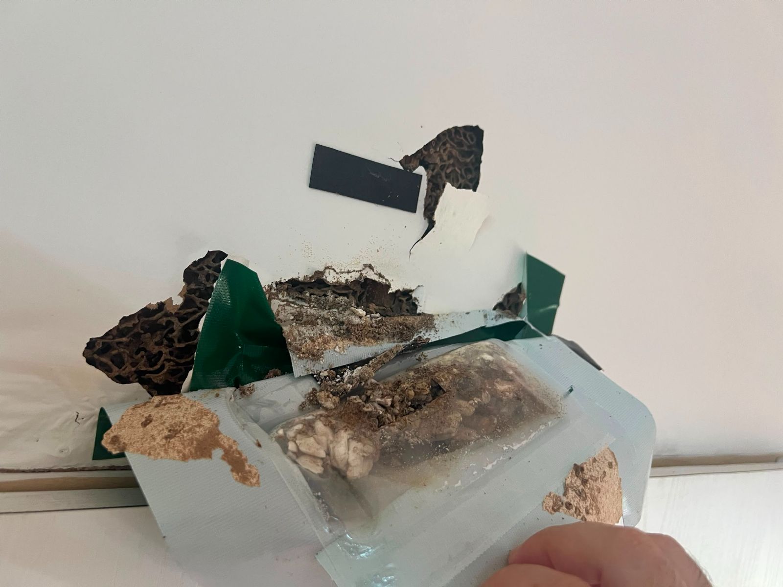 Termite infestation at Damansara