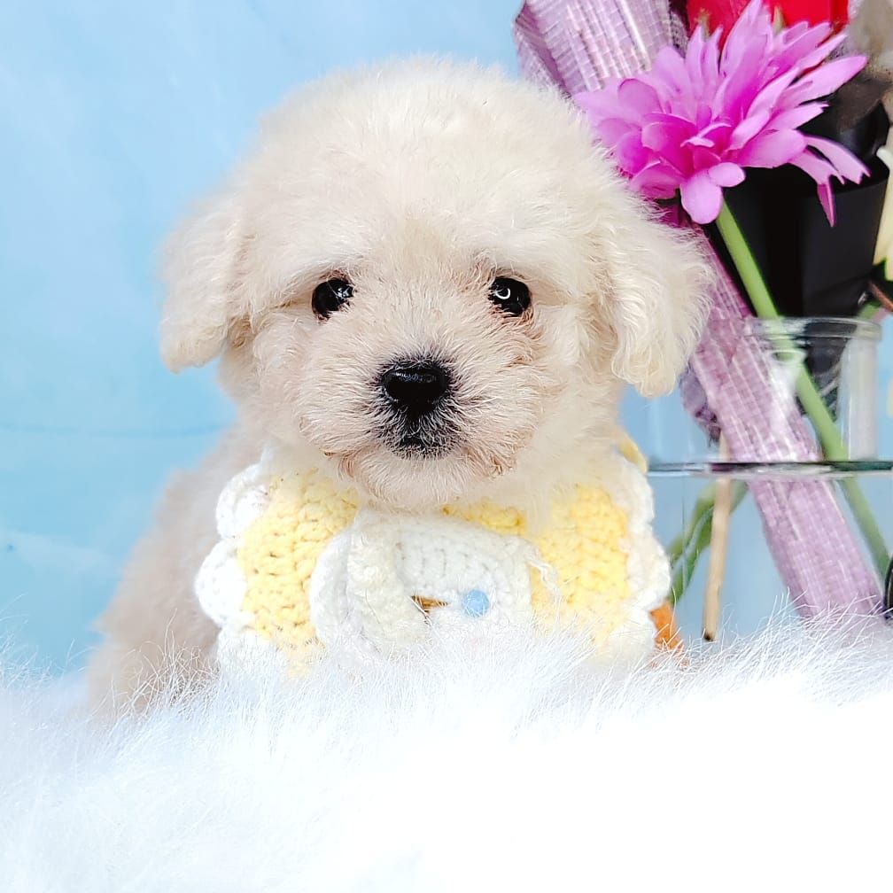 Poodle 娉拌开璐靛