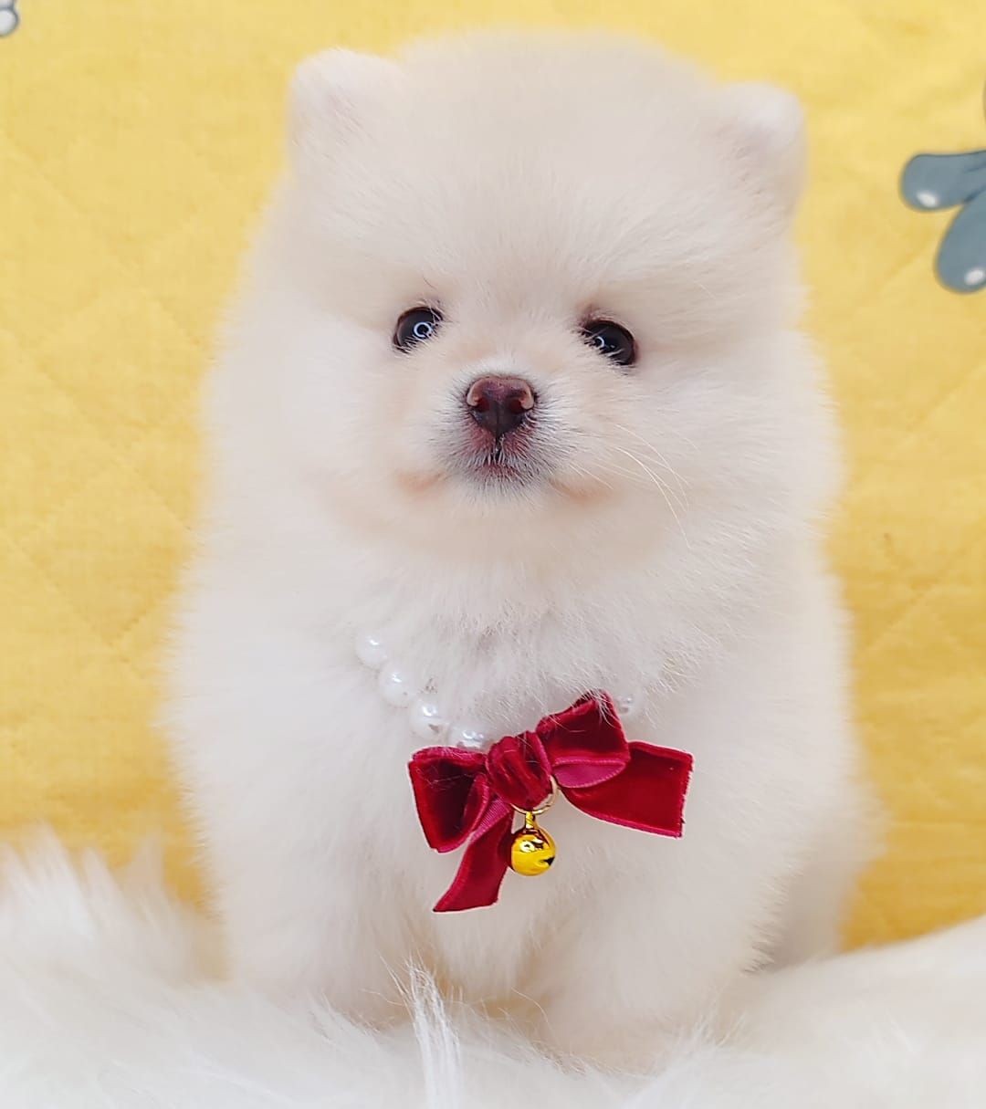 Pomeranian 博美