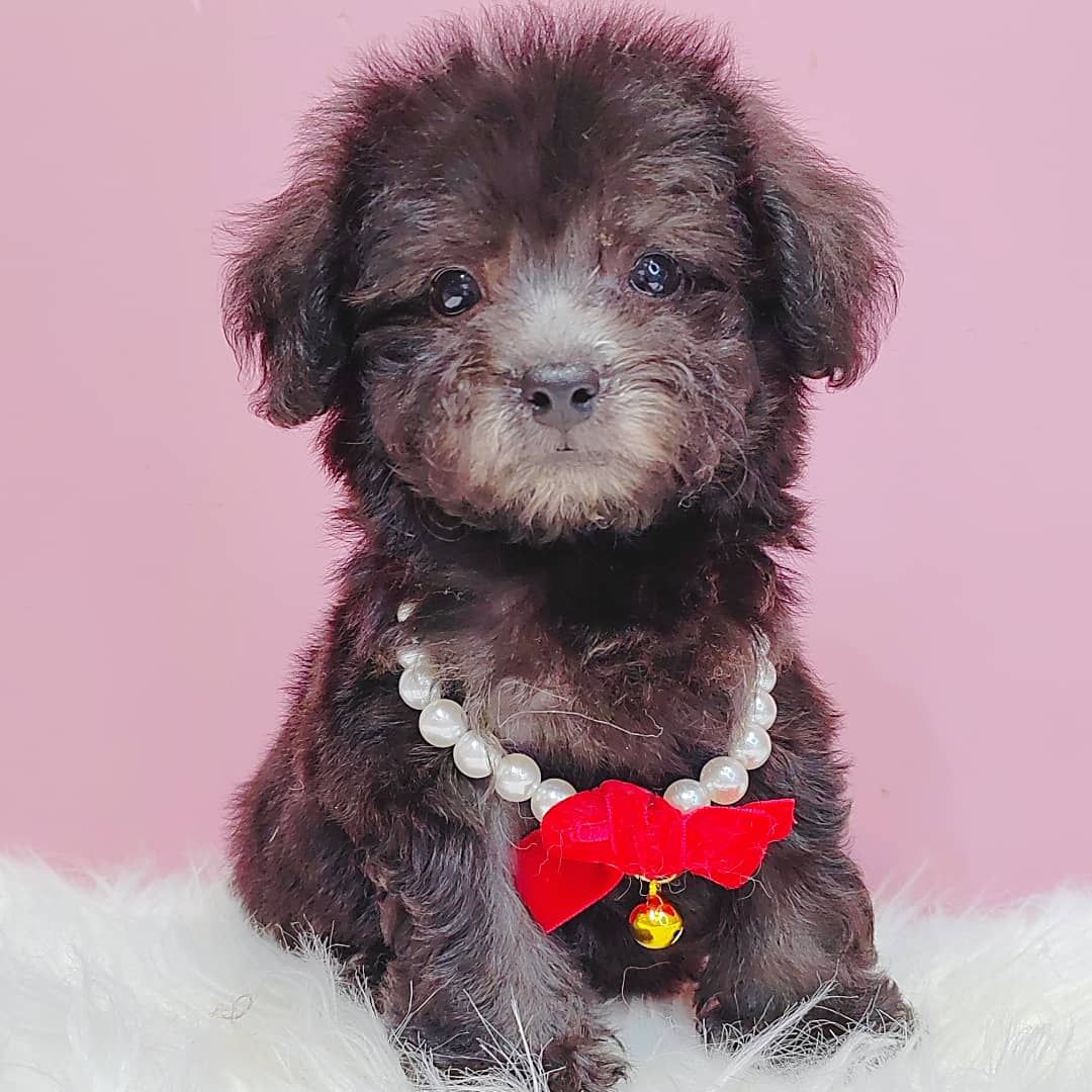 Poodle 娉拌开璐靛