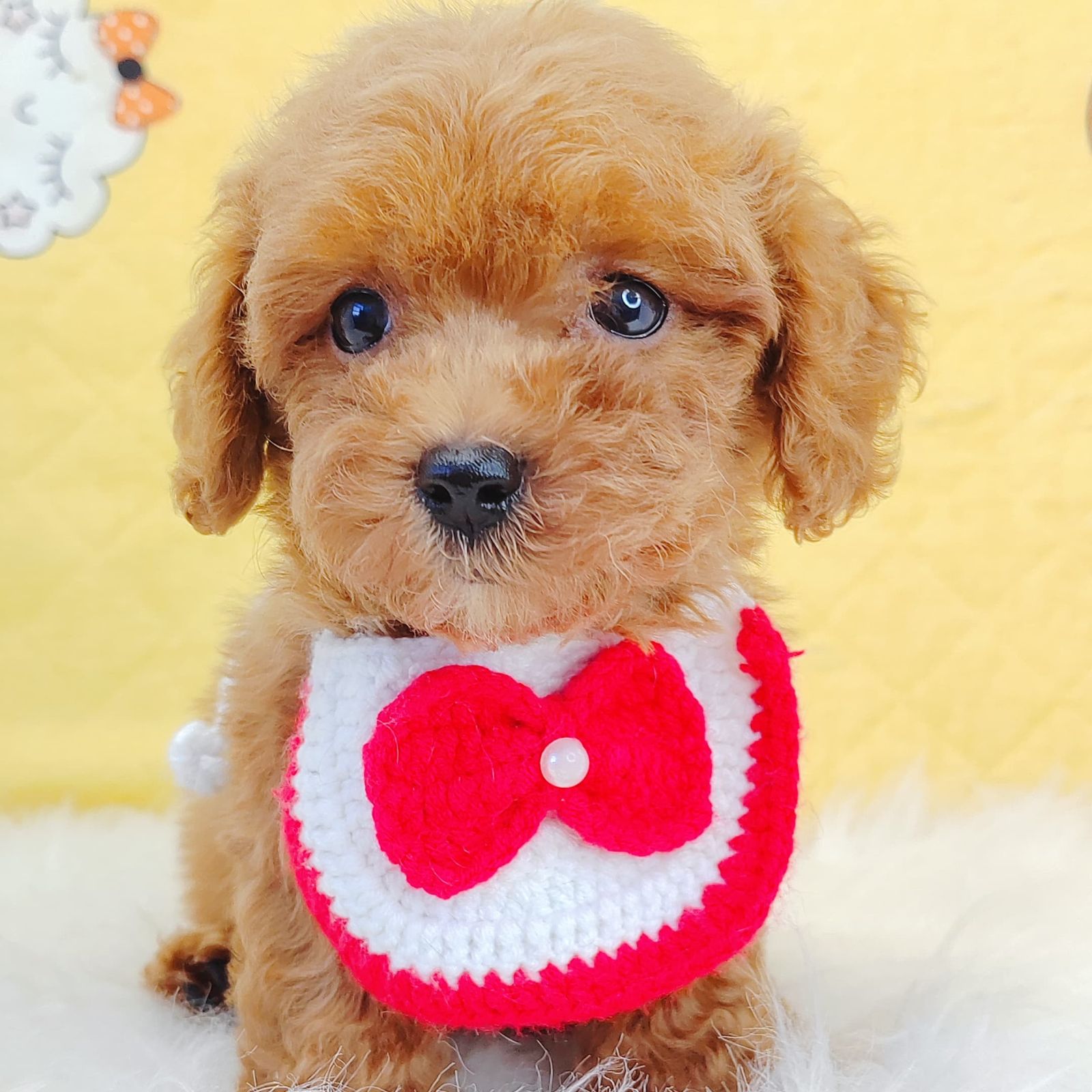 Poodle 璐靛娉拌开