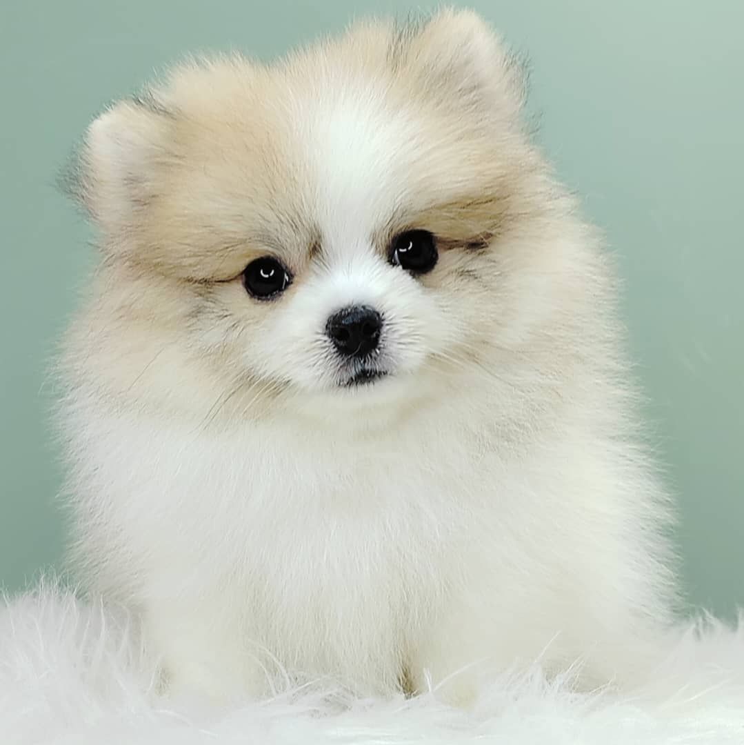 Pomeranian 博美