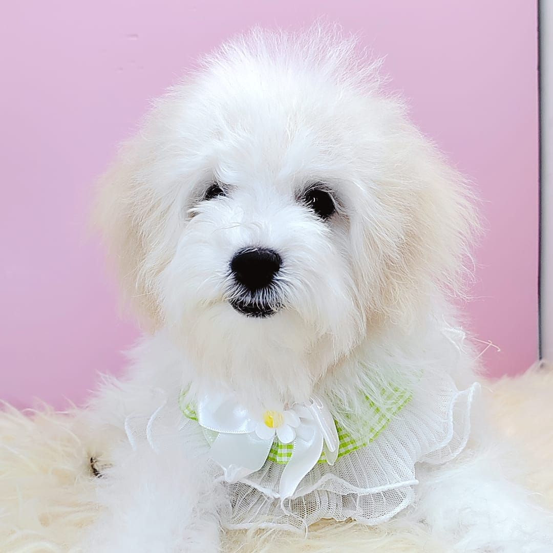  Bichon Frise 比熊