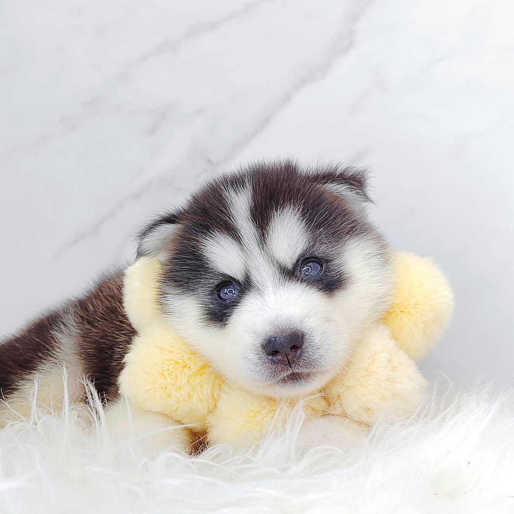 Wooly Husky 哈士奇