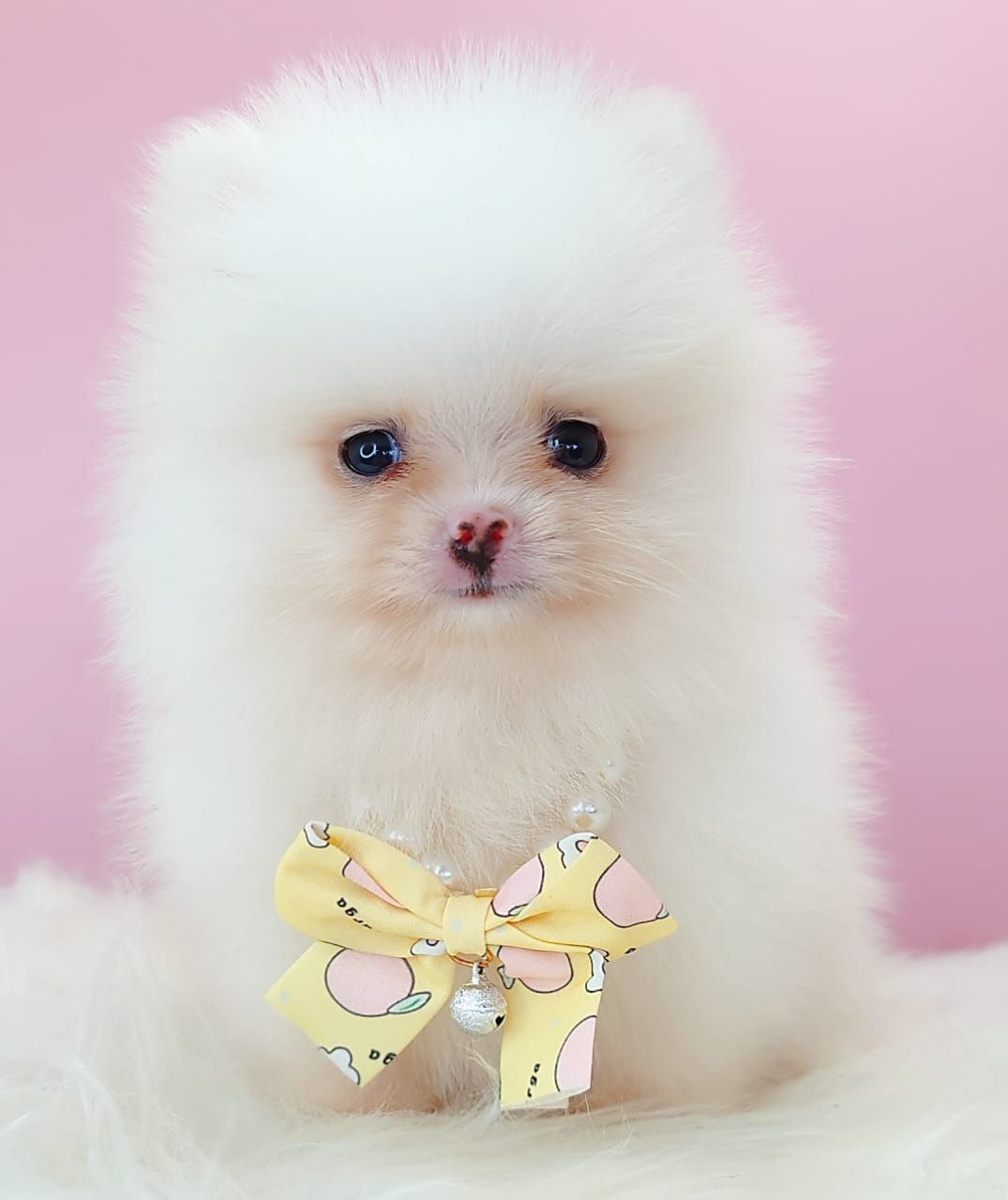 Pomeranian 博美