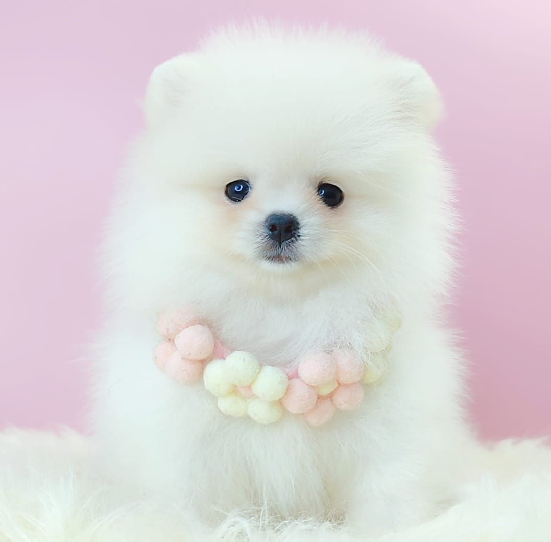 Pomeranian 博美