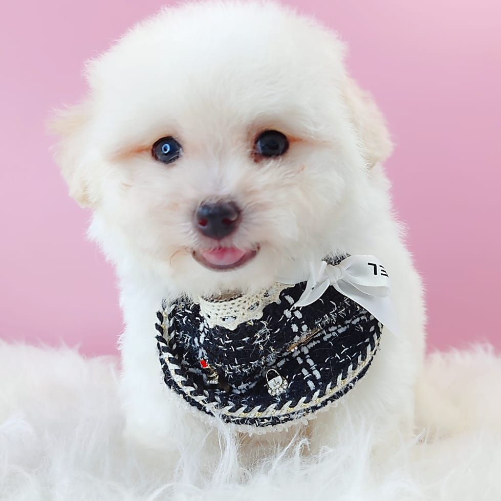 Poodle 娉拌开璐靛