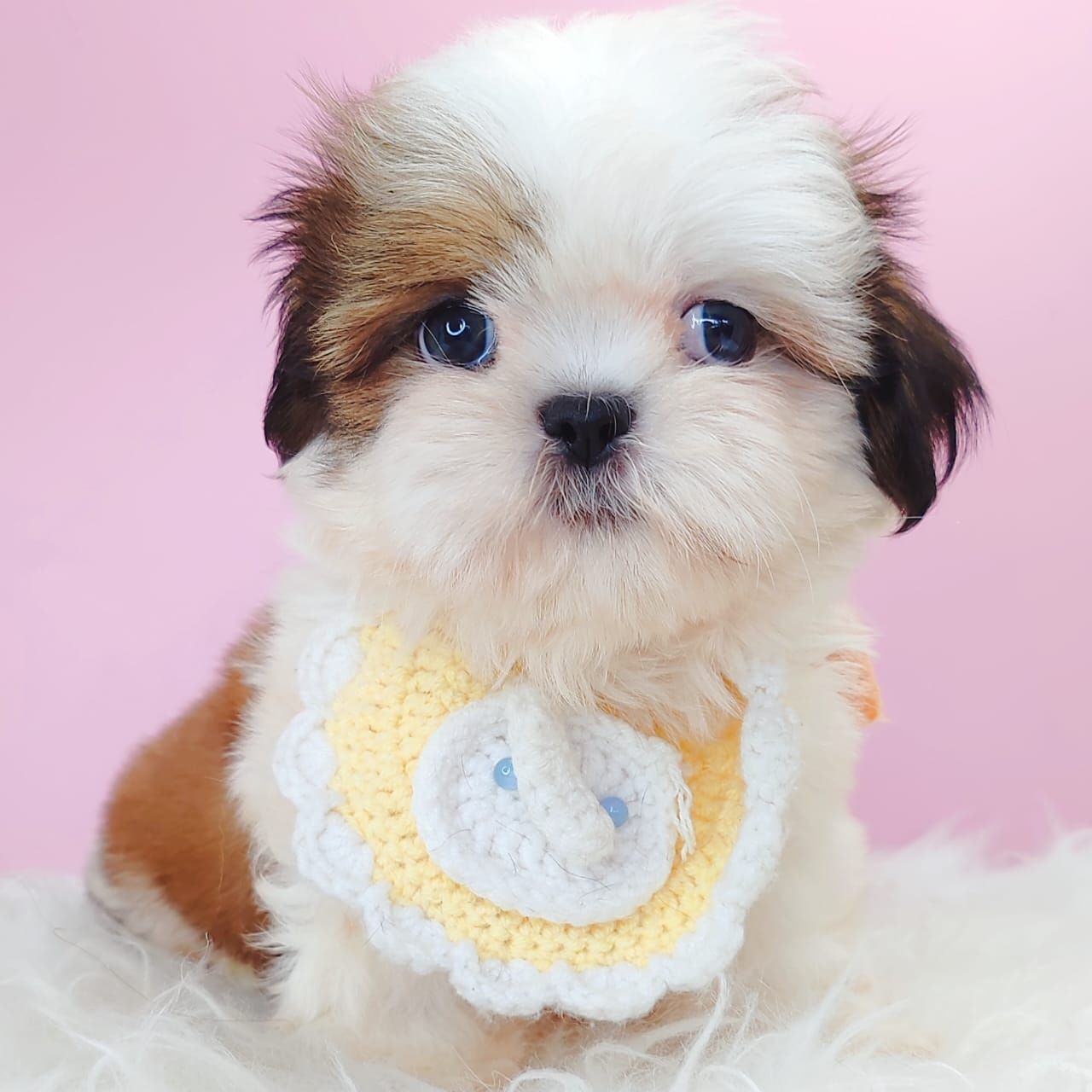 Shih Tzu 西施