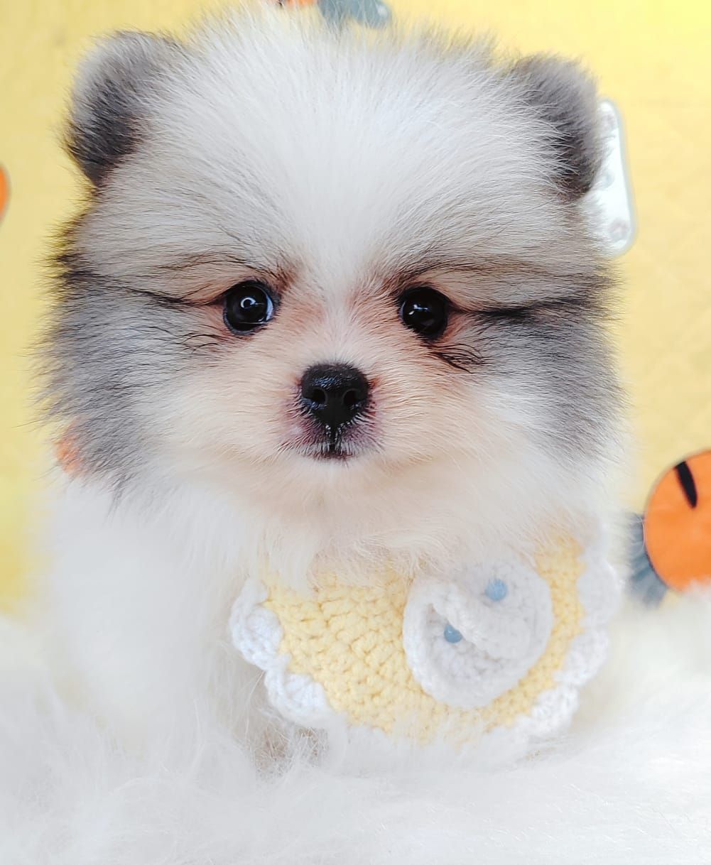 Pomeranian 博美