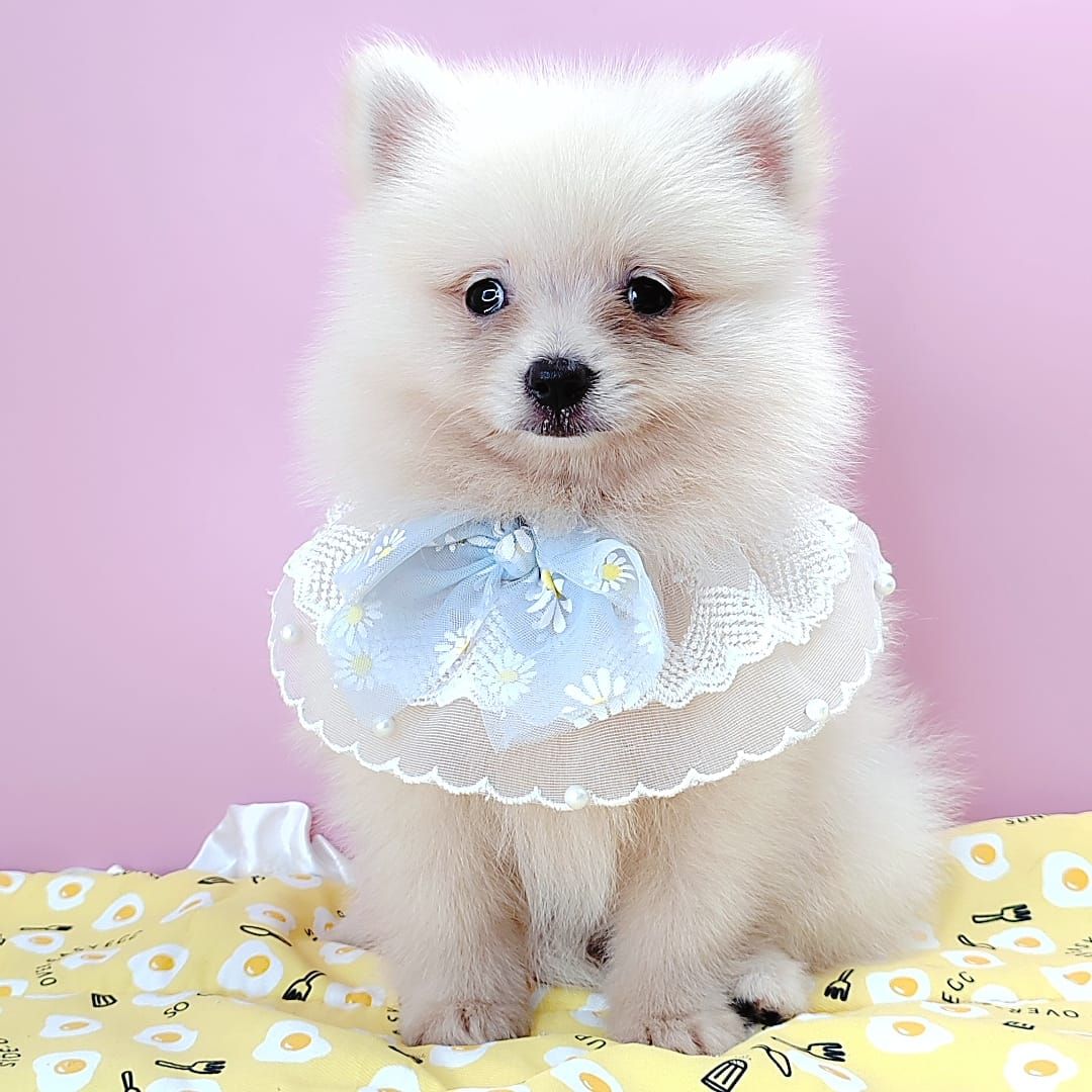 Pomeranian 博美