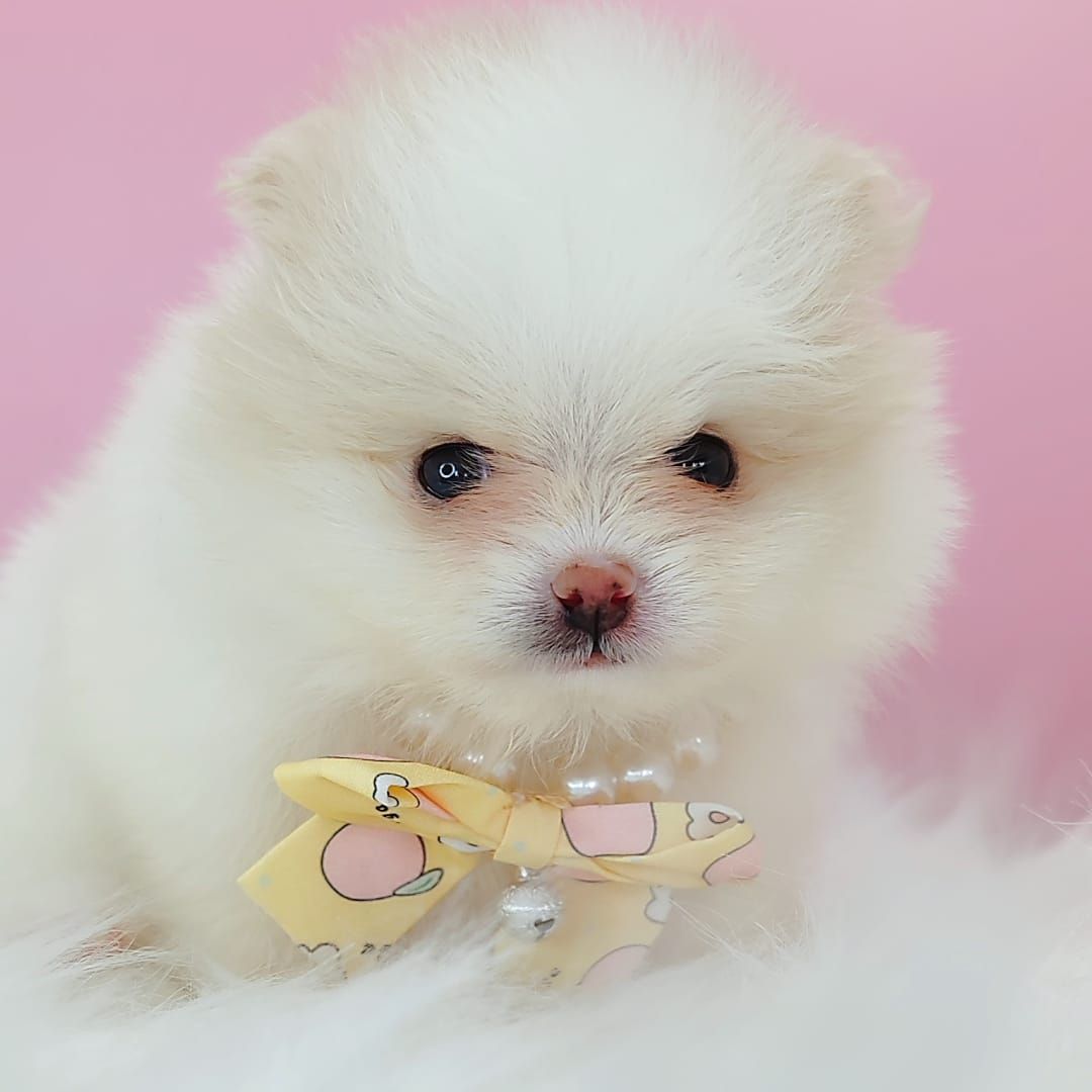 Pomeranian 博美
