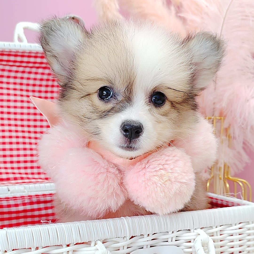 Welsh Corgi 柯基