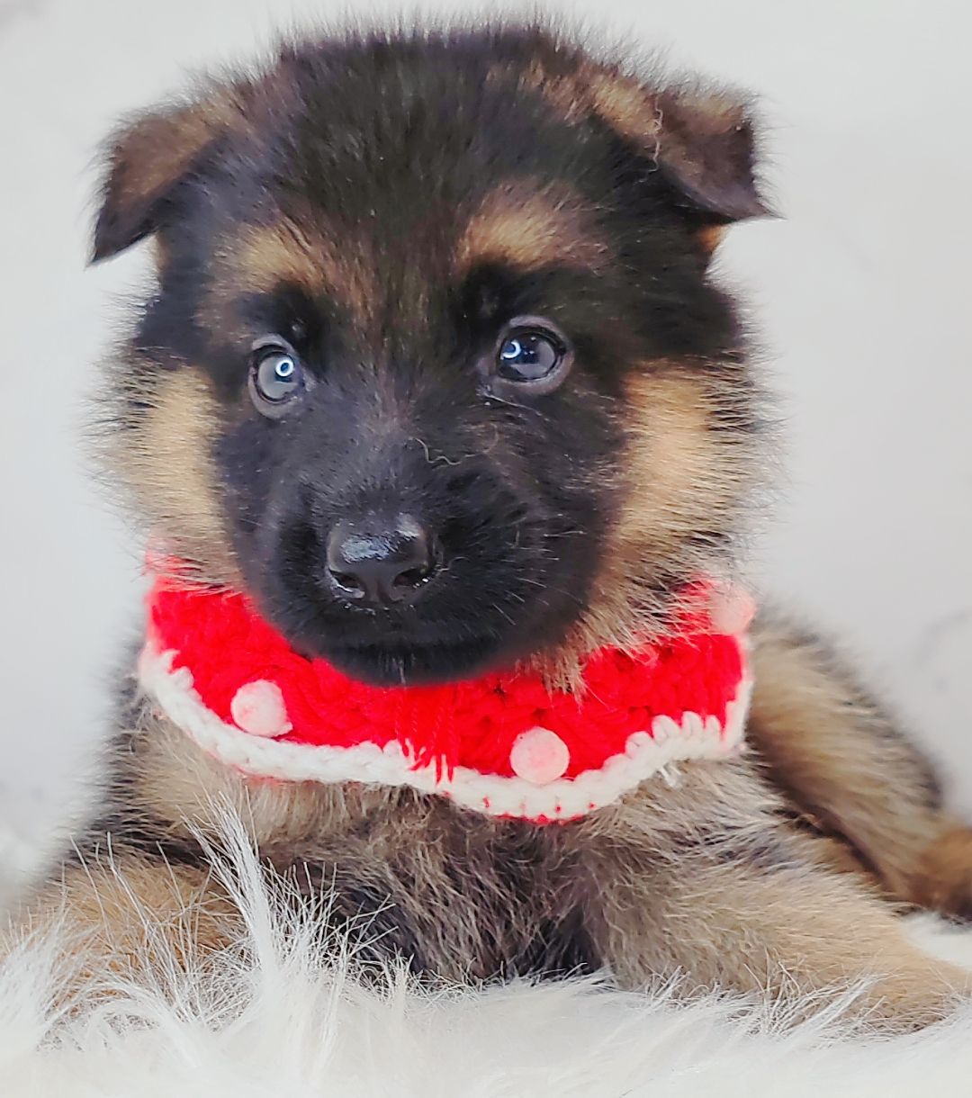 German Shepherd 德国牧羊犬