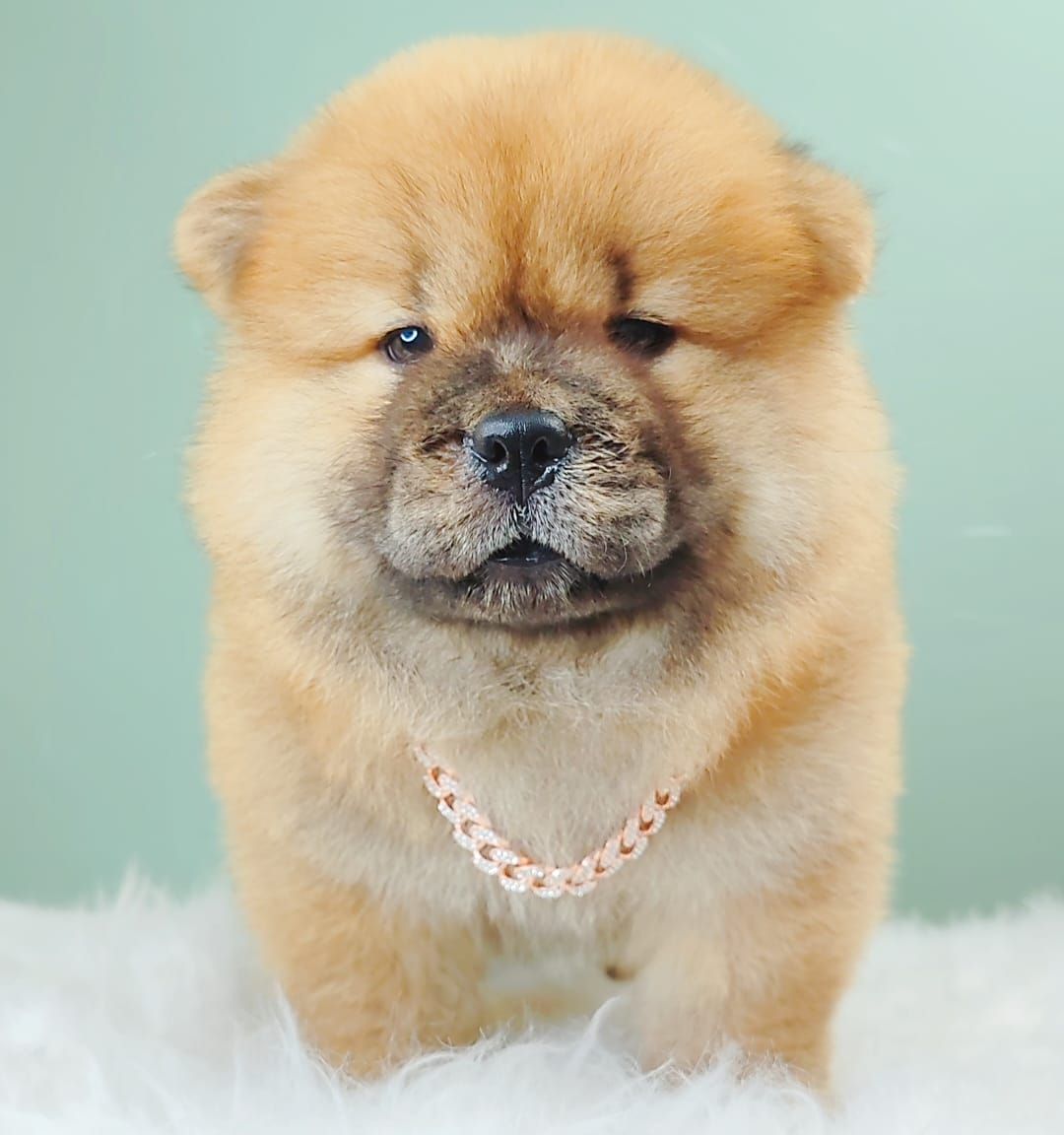 Chow Chow 松狮犬