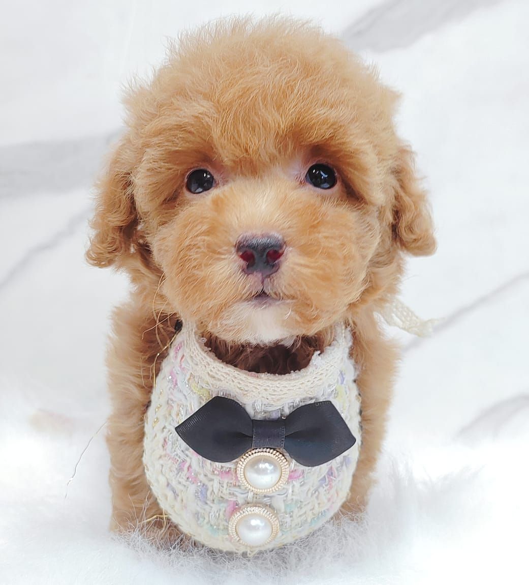 Poodle 娉拌开璐靛