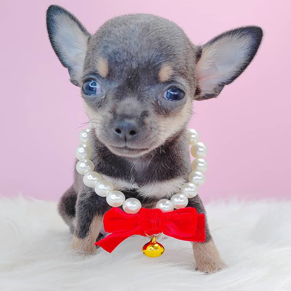 Chihuahua 吉娃娃