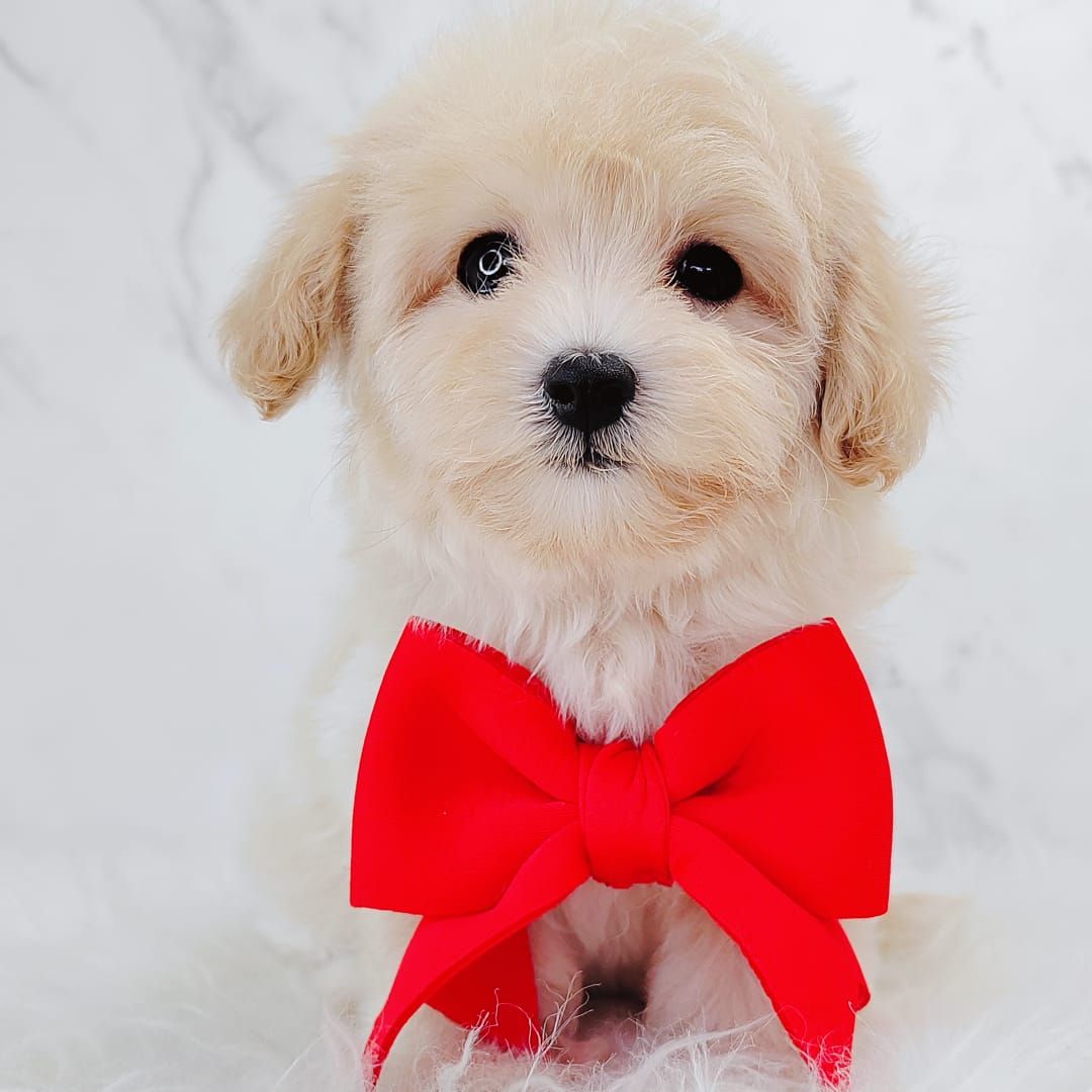Maltipoo 马尔泰迪