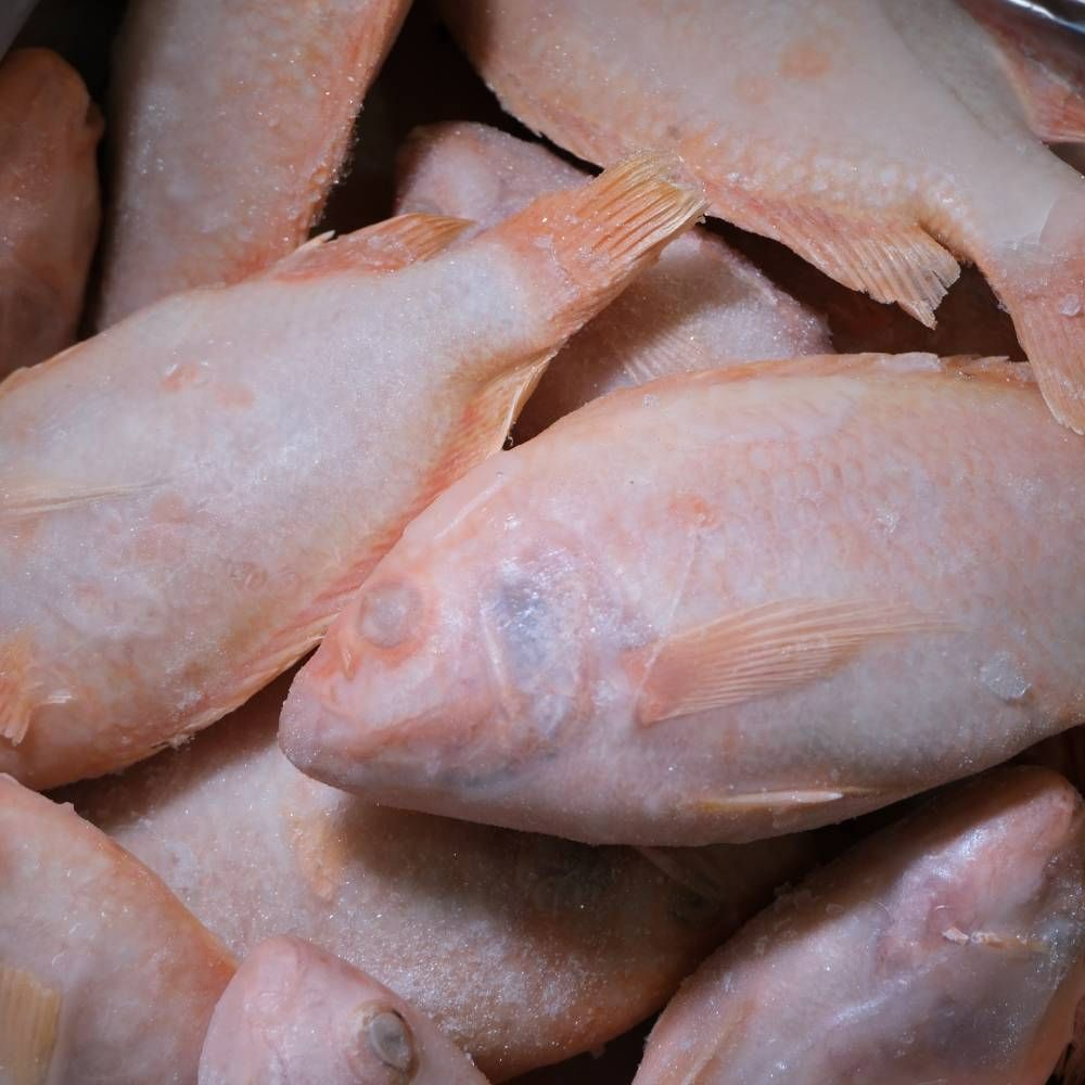 Frozen Ikan Talapia Merah
