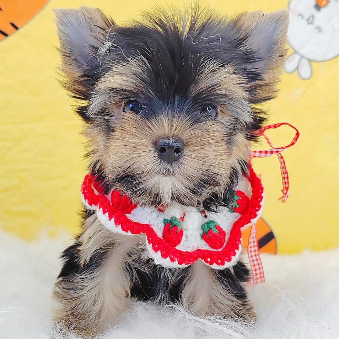 Yorkshire Terrier 约克夏