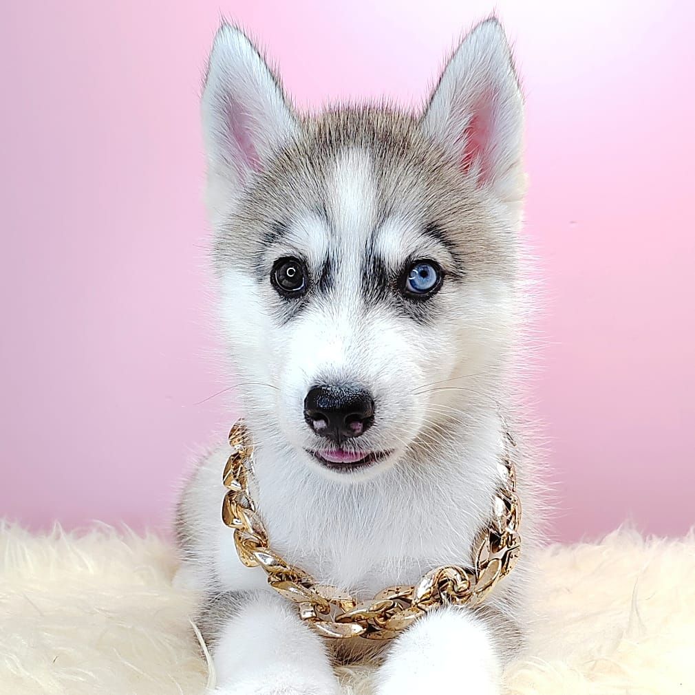 Alaskan Husky 阿拉斯加哈士奇
