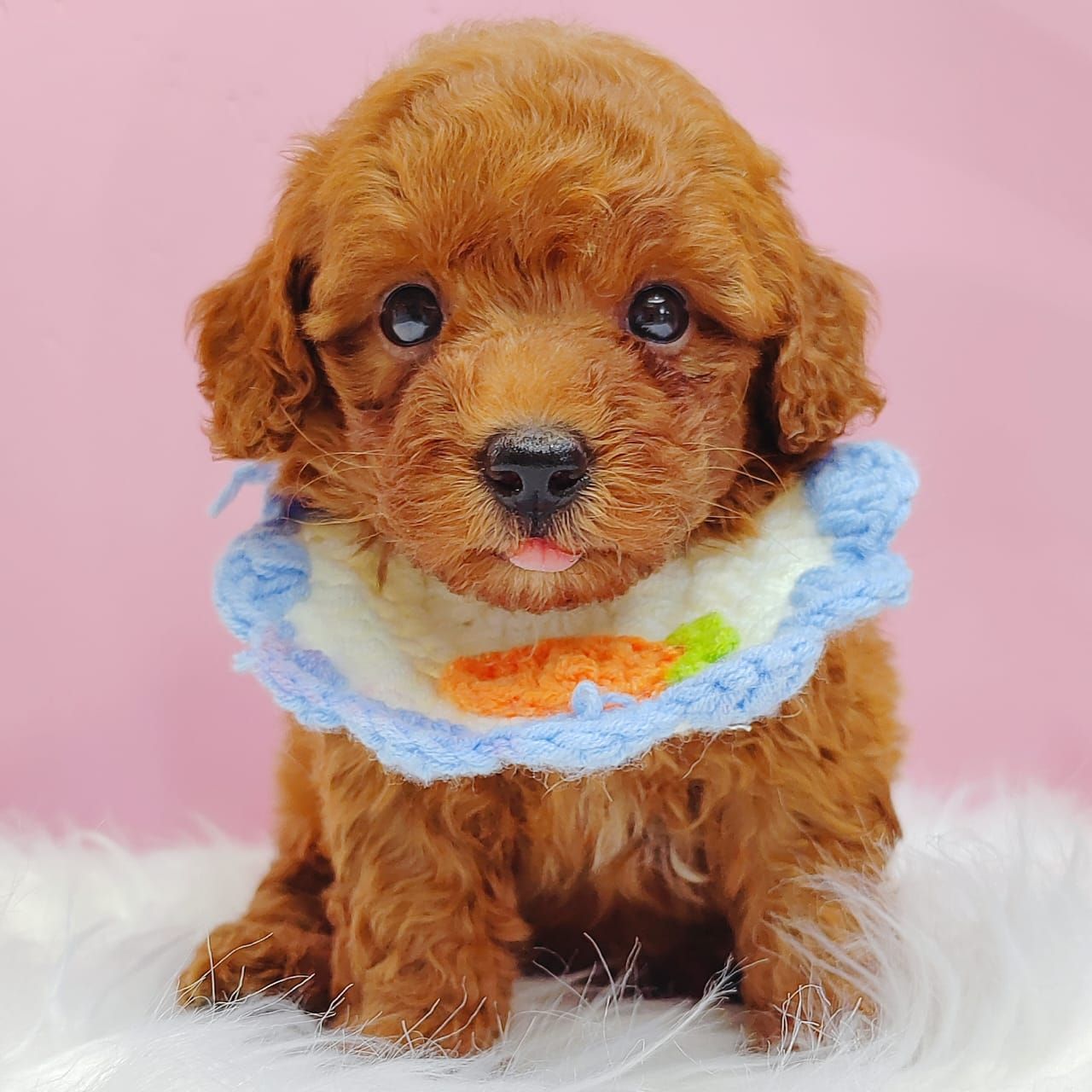 Poodle 娉拌开璐靛