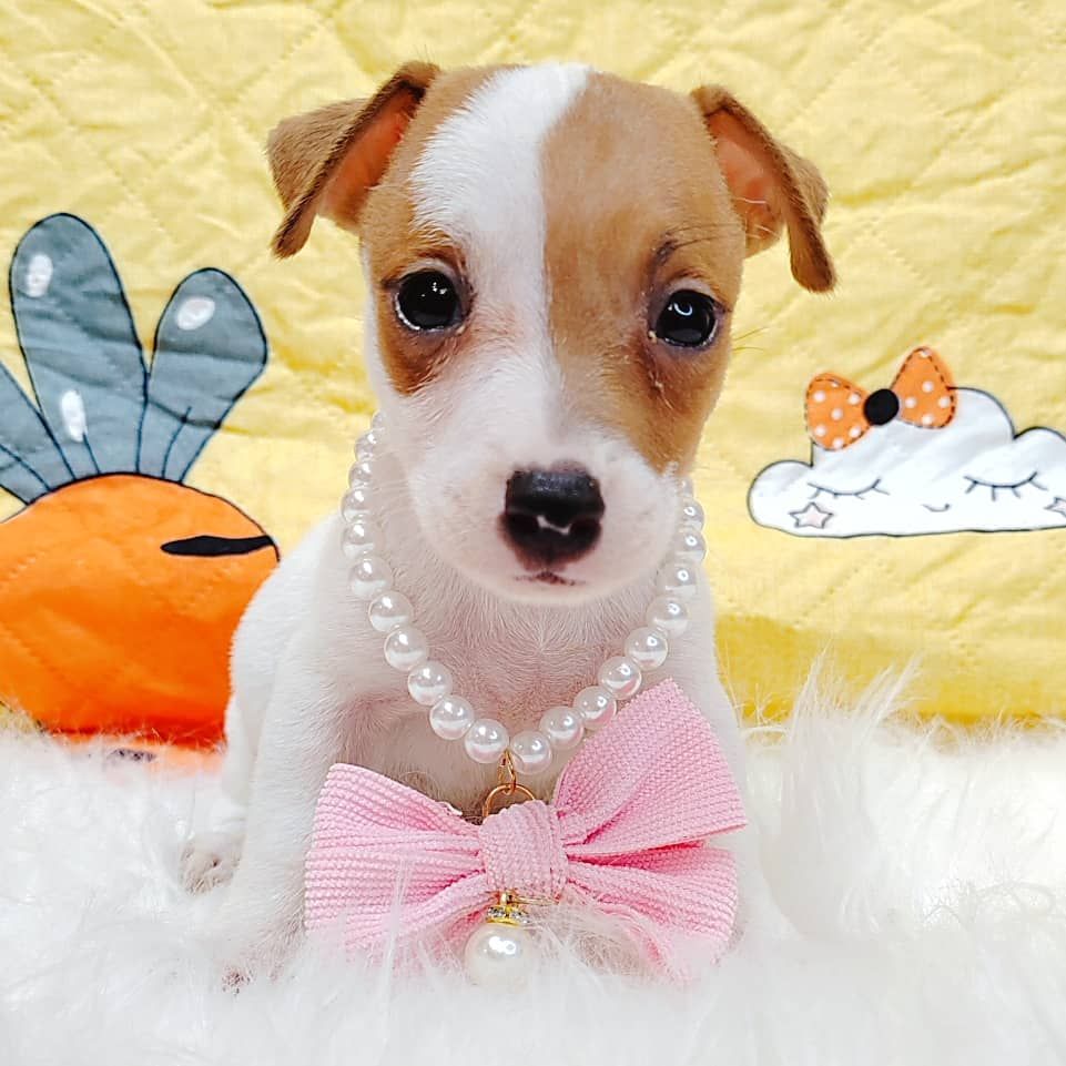 Jack Russell Terrier 杰克罗素梗