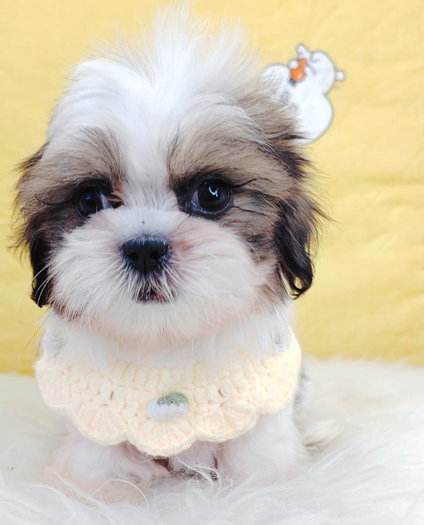 Shih Tzu 西施